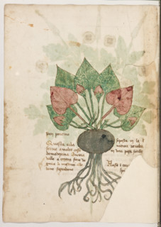 Erbario di Trento (Manoscritto n° 1591), XVI secolo, carta 41 verso: “Pan Porcino”.
“Questa erba