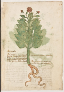 Erbario di Trento (Manoscritto n° 1591), XVI secolo, carta 42 recto: “Tortorelis”.
“Ad sanandum