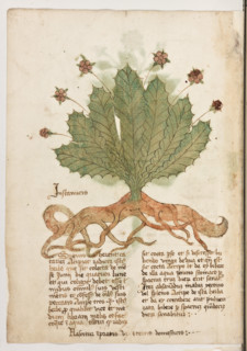Erbario di Trento (Manoscritto n° 1591), XVI secolo, carta 42 verso: “Instanucis”.
“Si quis