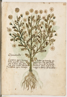 Erbario di Trento (Manoscritto n° 1591), XVI secolo, carta 43 recto: “Chamamilla”.
“Contra ogni