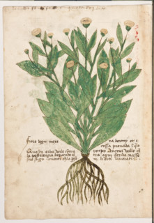 Erbario di Trento (Manoscritto n° 1591), XVI secolo, carta 43 verso: “Fiore d’Ogni Mexe”.
“Le erbe