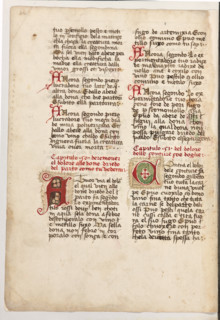 Erbario di Trento (Manoscritto n° 1591), XVI secolo, carta 60 verso.

[ENG]
Herbarium of Trento
