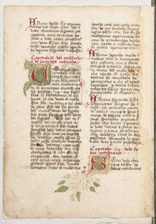 Erbario di Trento (Manoscritto n° 1591), XVI secolo, carta 61 verso.

[ENG]
Herbarium of Trento