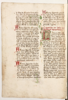 Erbario di Trento (Manoscritto n° 1591), XVI secolo, carta 62 verso.

[ENG]
Herbarium of Trento