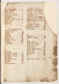 Erbario di Trento (Manoscritto n° 1591), XVI secolo, carta 66 recto.

[ENG]
Herbarium of Trento