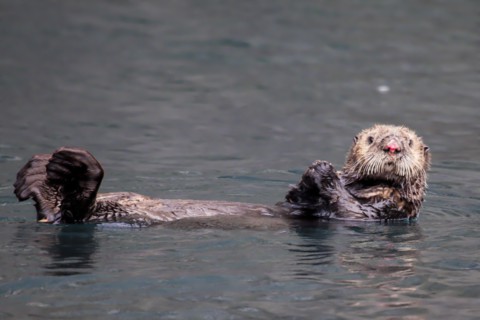 See-otter in Alaska