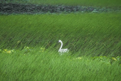 Swan in a swamp, near Anchorage in Alaska