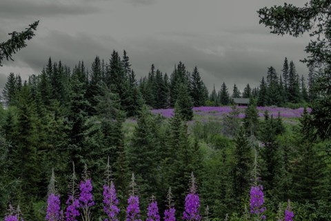 Lupins near Anchorage, Alaska
