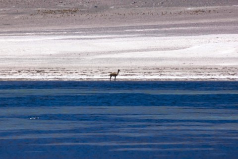 Vicugna in the Atacama desert, Chile and Bolivia