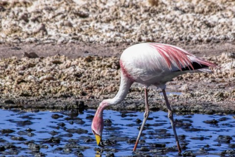 Pink flamingo in the salar de Atacama, Chile and Bolivia