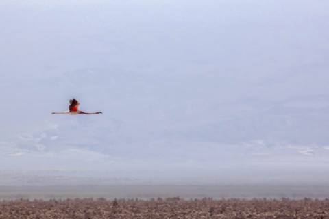 Flying pink flamingo in the salar de Atacama, Chile and Bolivia