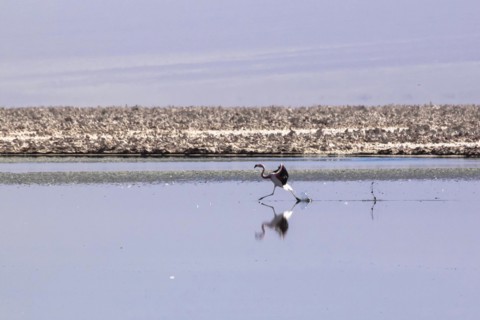 Pink flamingo from the Andes in the salar de Atacama, Chile and Bolivia