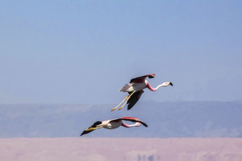 Flying pink flamingos from the Andes in the salar de Atacama, Chile and Bolivia