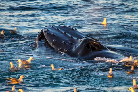 Humpback whale, Svalbard, Norway