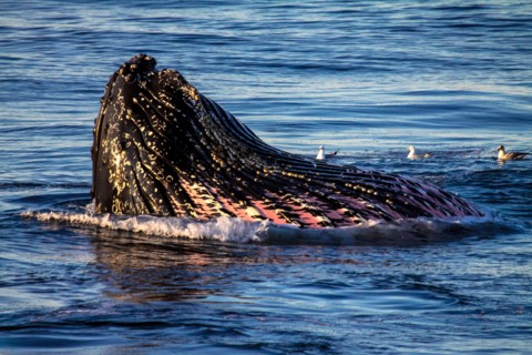 Humpback whale, Svalbard, Norway
