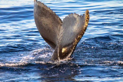 Tail of humpback whale, Svalbard, Norway
