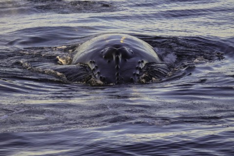 Humpback whale, Svalbard, Norway