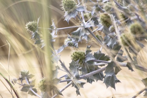 Thistles in Cap Ferret, France