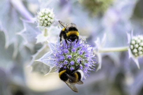 Humblebee on a thistle, Cap Ferret, France