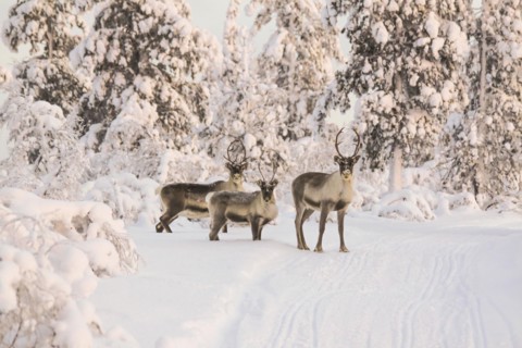 Reindeers near Ivalo, Finland