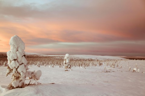 Landscape covered in snow, Lapland, Finland