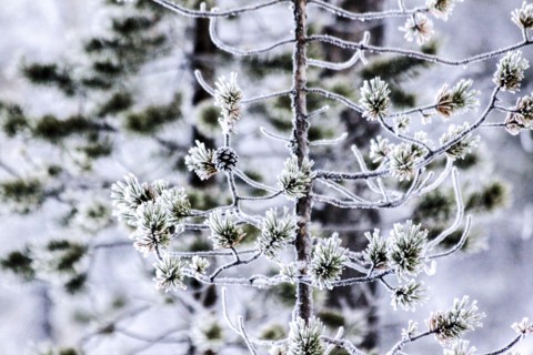 Firs in the winter, Finland