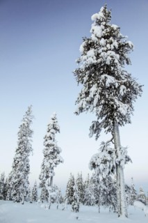 Pine  forest in Lapland, Finland