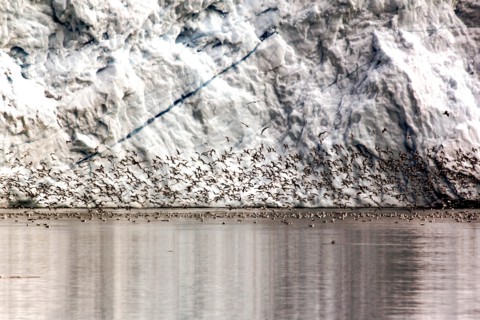 Detail from an iceberg and bird swarm in Greenland