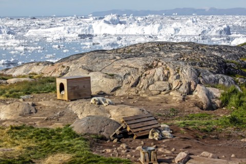 Huskies near their kennel, Ilulissat, Greenland