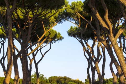 Sant'Alessio garden, Rome, Italy