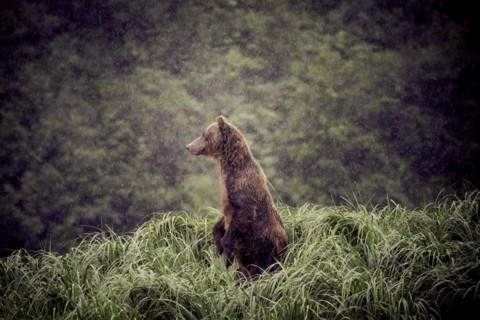 Kodiak Island bear, Kodiak, Alaska