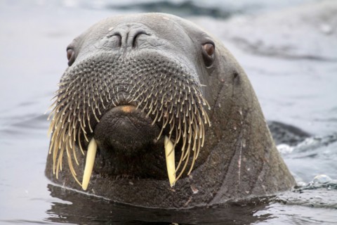Walrus in Svalbard, Norway