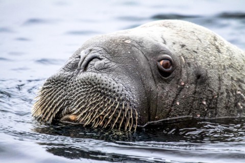 Walrus in Svalbard, Norway