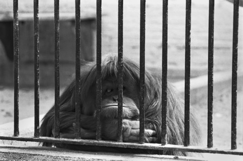 Orangutan Behind Bars