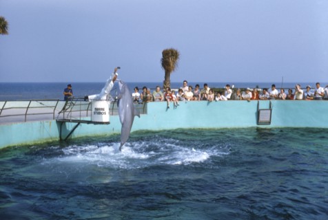 Dolphin Jumping out of Water for Food at Show, Florida, USA, 1955