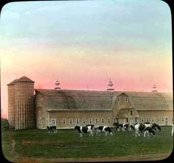 Holstein Cattle, Dairy Barns and Silos, Moorhead, Minnesota, USA, Magic Lantern Slide, circa 1910