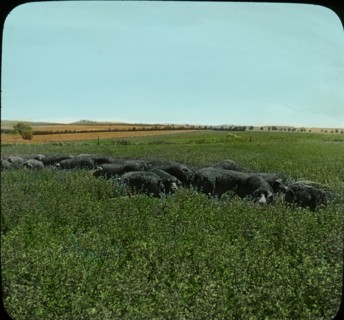 Hogs in Alfalfa Pasture, Effingham, Kansas, USA, Magic Lantern Slide, circa 1910