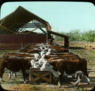 Hereford Cattle in Feeding Pens, Manhattan, Kansas, USA, Magic Lantern Slides, circa 1910