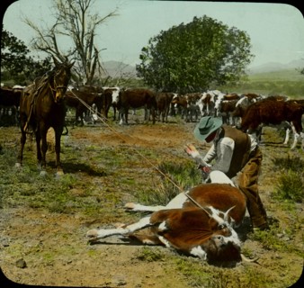 Cowboy and Horse Holding a Lassoed Cow, Kansas, USA, Magic Lantern Slide, circa 1910