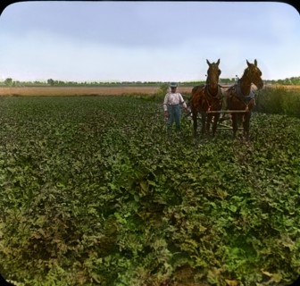 Cultivating a Field of Beets, near Greeley, Colorado, USA, Magic Lantern Slide, circa 1910