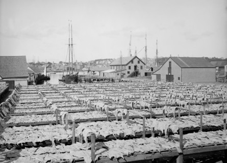 Drying fish, Gloucester, Massachusetts, USA, Detroit Publishing Company, 1906