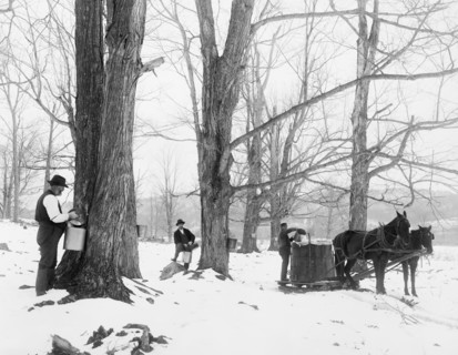 Men Gathering Sap in Maple Sugar Camp, USA, Detroit Publishing Company, 1905