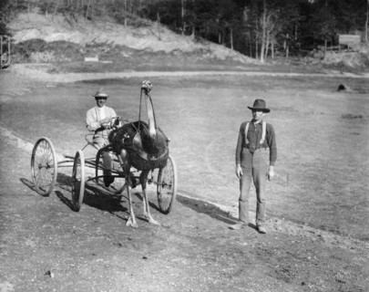 Ostrich as Trotting Horse, Jacksonville, Florida, USA, Detroit Publishing Company, 1910