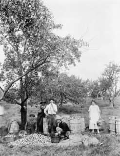 People Picking Apples in Orchard, USA, Detroit Publishing Company, 1920