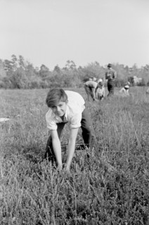 Cranberry Picker, Burlington County, New Jersey, USA, Arthur Rothstein for Farm Security Administration, October 1938