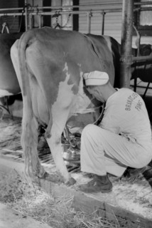 Man Adjusting Milking Machine, Dakota County, Minnesota, USA, Arthur Rothstein for Farm Security Administration (FSA), September 1939