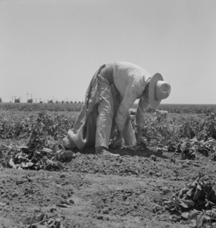 Migrant Agricultural Worker Picking Potatoes in Field, near Shafter, California, USA, Dorothea Lange for Farm Security Administration, May 1937