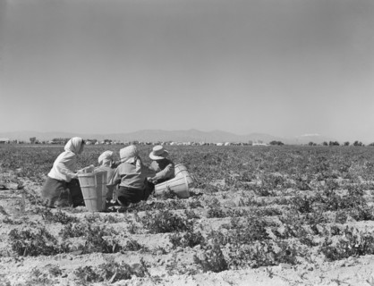 Migrant Workers having Lunch in Pea Field, Migrant Camp in Background, near Calipatria, California, USA, Dorothea Lange for Farm Security Administration, February 1939