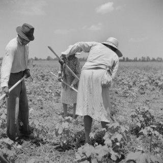 Day Laborers Hoeing Cotton Field, Clarksdale, Mississippi, USA, Marion Post Wolcott for Farm Security Administration, August 1940