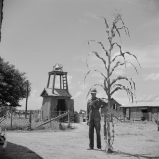 Man Standing with Very Large Corn Stalk, Clarksdale, Mississippi, USA, Marion Post Wolcott for Farm Security Administration, August 1940